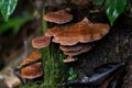 Wet brown bracket fungus mushroom growing on tree at FraserÃ¢â¬â¢s Royalty Free Stock Photo